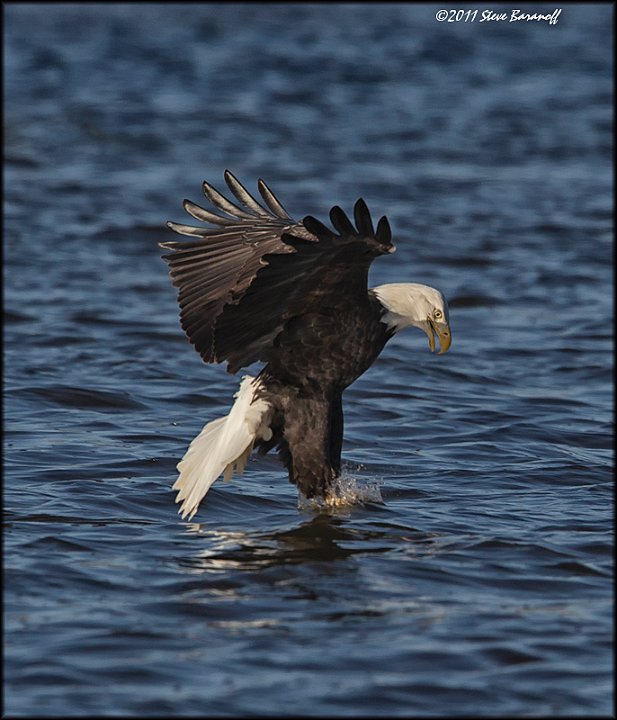 _1SB8620 bald eagle catching fish.jpg
